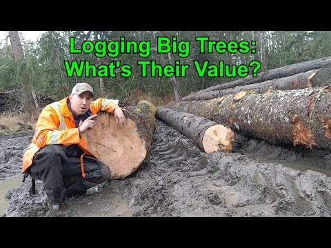 Logging Big Trees: How Much Are They Worth??