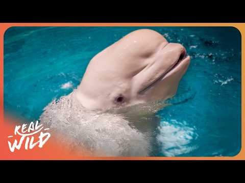 The 6,000-Year-Old Mystery Of Human-Whale Communication