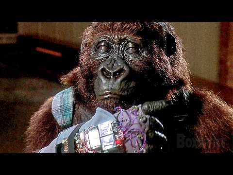 "Gorillas können sprechen" | Congo - Wo der Mensch zur bedrohten Art wird