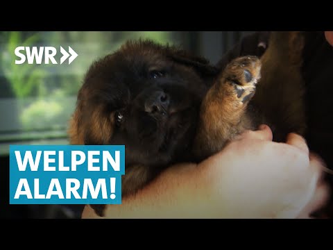Familie bekommt flauschigen Nachwuchs: Leonberger Hündin Jara wird Mama