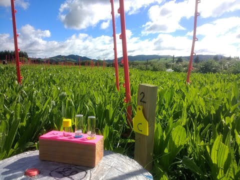 Potential of plantain as an approach to mitigate nitrous oxide emissions