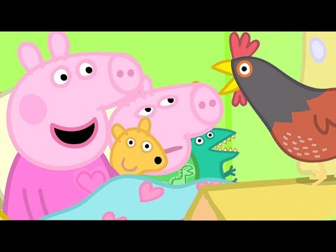 Peppa Pig Meets Granny Pig's Chickens | Peppa Pig Official Family Kids Cartoon