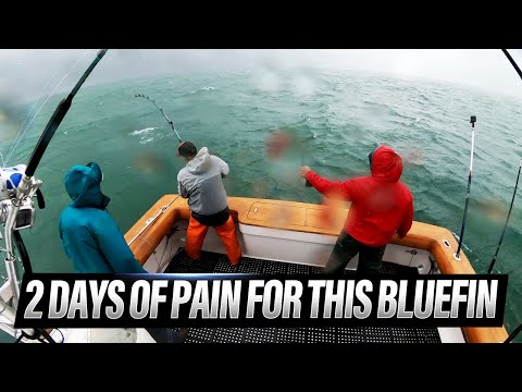 48 Hours of Bluefin Chaos: Mounting Debt, Dangerous Seas, and Pure Stress