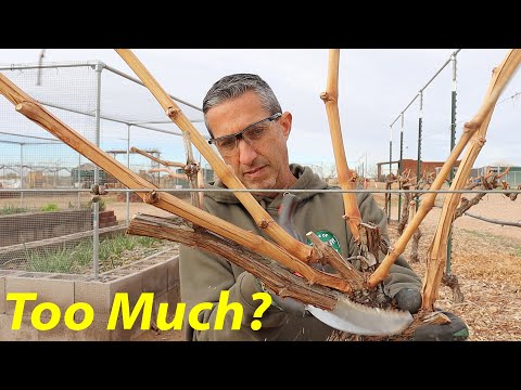 Cane Pruning Young Grapevines | Cane Pruning vs Spur Pruning | Thompson Grapes