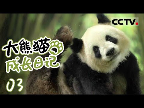 《大熊猫成长日记》03 都江堰基地熊猫日常来袭！张卡一家挠痒标记领地 青宝高空爬树 叻叻与青仔兄妹社交【CCTV纪录】