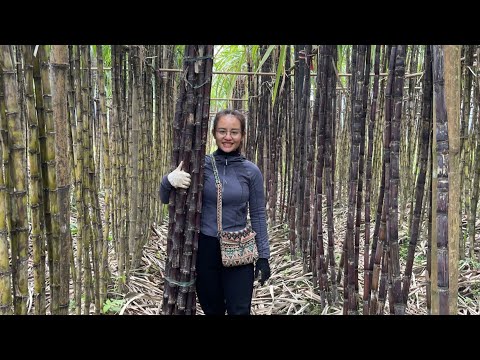 Harvest the purple sugar cane garden to sell at the market and take care of goats and pigs