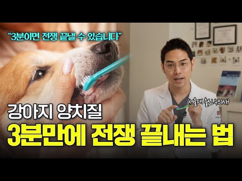 강아지 양치질 이대로만 따라하면 너무 쉽습니다, 서울대 출신 수의사가 알려드릴게요! [마포 동물병원, 오복동물치과]