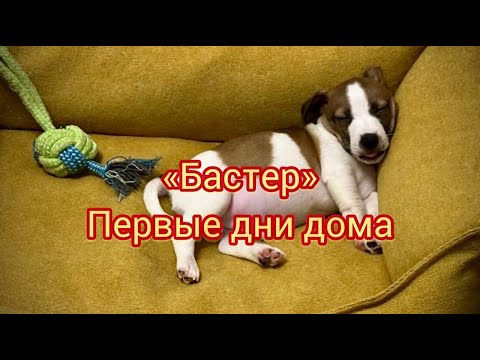 Бастер. Первые дни дома, воспитание щенка Джек Рассел терьра, принятие в стаю и приучение к туалету