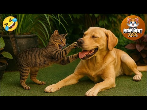 Funniest videos of CATS🐱 and DOGS🐶 #5 | Best funny videos of ANIMALS 🤣2025