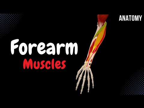 Muscles of the Forearm (Division, Origin, Insertion, Function)