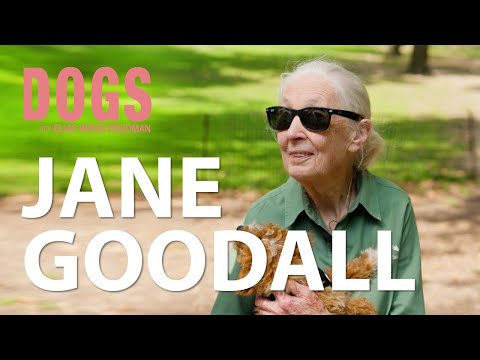 Talking chimpanzees and DOGS with Dr. Jane Goodall