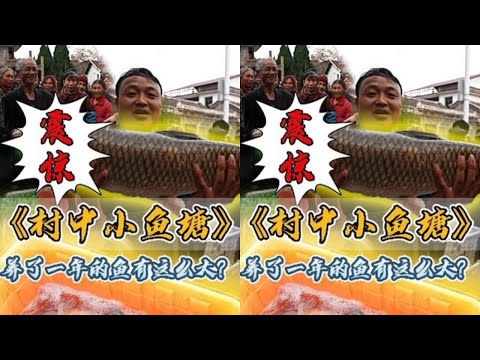 叔叔一年前养鱼花了1400元,一年后抽干水到底能回多少本?#户外抓鱼 #户外捕鱼 #大表哥抓鱼 #乡村生活 #农村生活