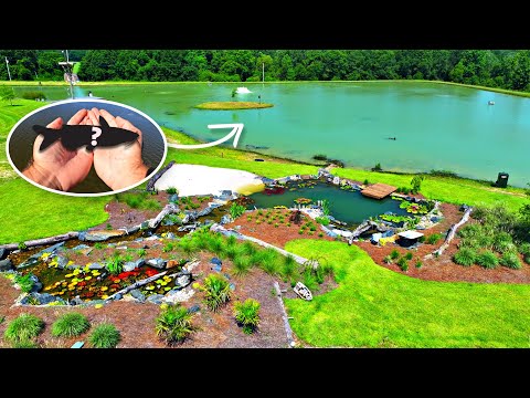 Adding a Rare Catfish Species to the 5 Acre Pond!