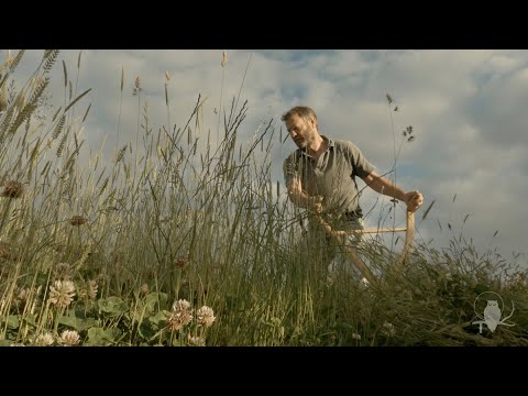 2022: making a little hay with a Scottish scythe