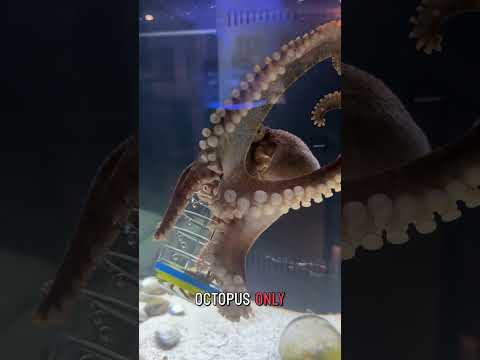 A puzzle for Susie the octopus