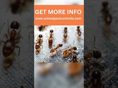 The Ultimate Ant Kill Hack - Baking Soda & Sugar Mixture