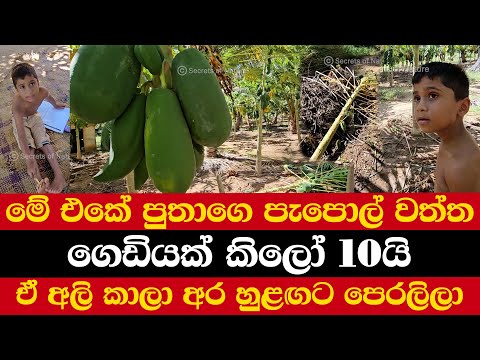 මේ එකේ පුතාගෙ පැපොල් වත්ත | ගෙඩියක් කිලෝ 10යි | ඒ අලි කාලා අර හුළඟට පෙරලිලා