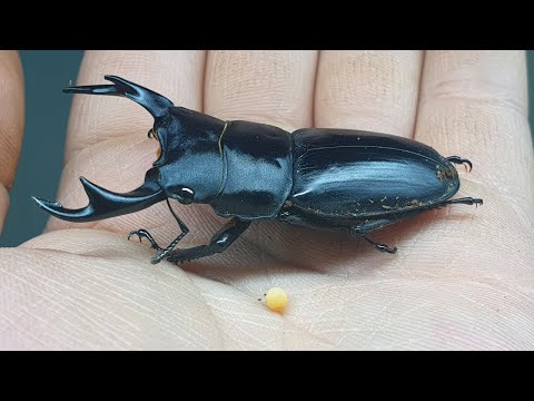 Let's breed stag beetles/raise eggs!