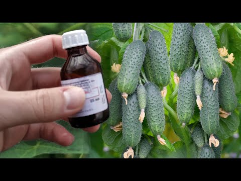 Дайте это Огурцам и они снова позеленеют, не будут болеть и обильно заплодоносят до осени!