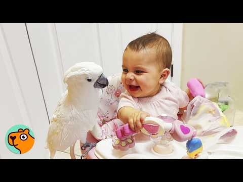 Shy Parrot Falls In Love With Baby At First Sight | Cuddle Buddies