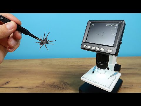 Посмотрел на паука и муху под микроскопом и ужаснулся!