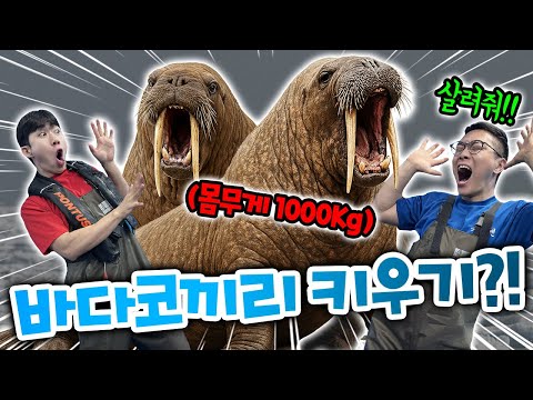 슈뻘맨은 바다코끼리를 키울 수 있을까?! 잡아먹히면 어떡해!? 도와줘!!