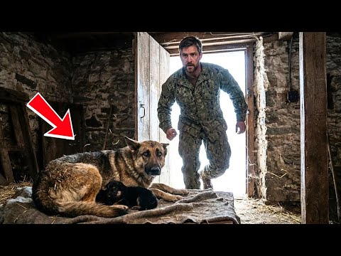 Ex-Navy SEAL Bought an Abandoned Farmhouse — Then Found a Mother Dog and Two Puppies Freezing Inside