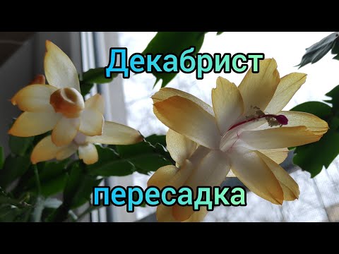 07.04.21.ДЕКАБРИСТЫ весенняя пересадка.. укоренение сегментов для размножения.