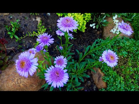 АСТРЫ МНОГОЛЕТНИЕ. КРАСИВЫЕ СОРТА. Альпийские / Кустарниковые / Новобельгийские. Aster novi-belgii.