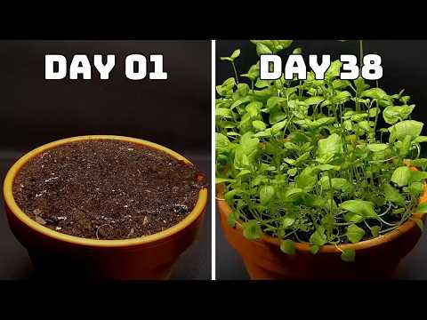 I Grew Mint From Seed to Plant | Time-Lapse