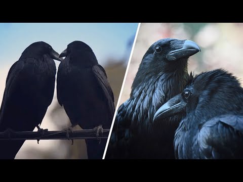 Smart raven finds secret to happy marriage. He keeps bowing to his wife.