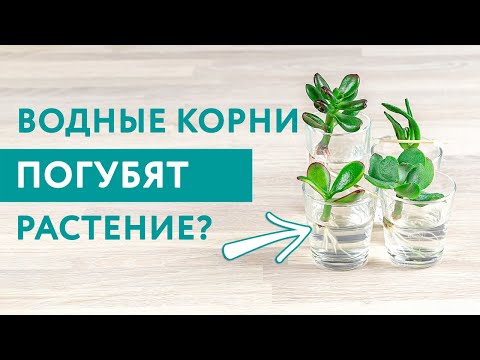 Суккуленты + жидкость?.. Да, если это Крассула! / Размножение черенками в воде