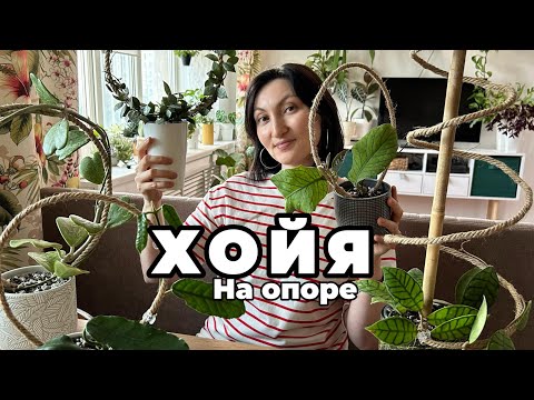 Hoya on a Support, Fast and Beautiful!!! DIY Support Lifehack