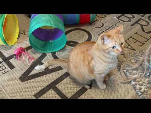 Fluffy rides me, Rudik wants to play - our life, cats from Dnepr, December 16, 2025
