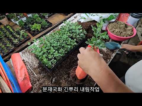 분재국화 긴뿌리 내림작업