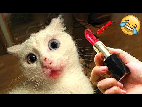 Funny Pets 2025 😂 | Cats & Dogs Doing the Funniest Things!