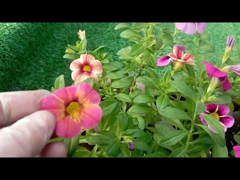 Черенкование калибрахоа