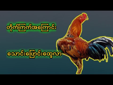 မြန်မာ့တိုက်ကြက်အကြောင်းသောင်းပြောင်းထွေလာနှင့် ဗဟုသုတ