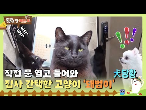 [TV Animal Farm Legend] [Piggy Bum] 😼 #TV Animal Farm #SBSStory