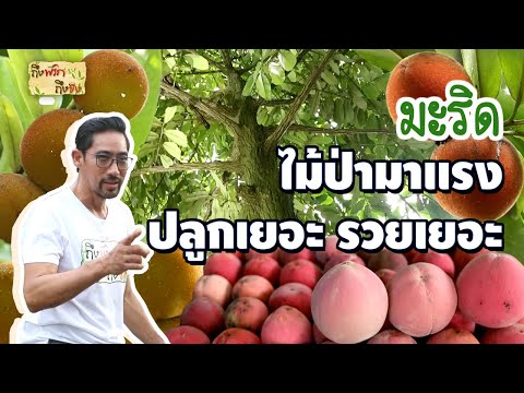 มะริด ไม้ป่ามาแรง ปลูกเยอะ รวยเยอะ I ถึงพริกถึงขิง