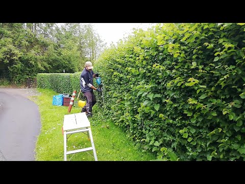Trimming HEDGES On This Scenic Countryside Property