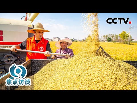 盐碱地也能种水稻?从寸草不收到高产农田,这样的变化从何而来?| CCTV「焦点访谈」20231030