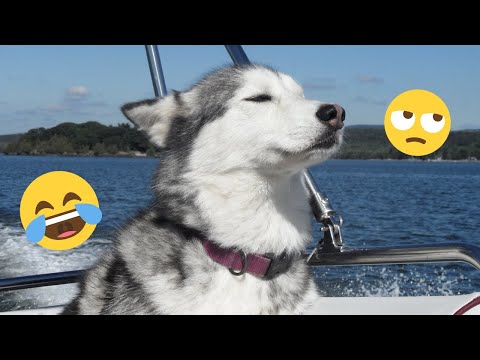 I'm 101% SURE that you will LAUGH EXTREMELY HARD- Funny Dog 2025 #193