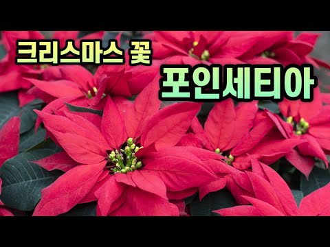 크리스마스 꽃 - 포인세티아