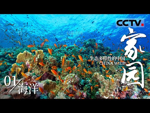 《家园·生态多样性的中国》01 海洋：珊瑚礁、巨砗磲与海草房  共同谱写蓝色家园的奇妙乐章！【CCTV纪录】