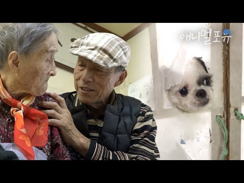 100년 넘은 고택, 동물들, 그리고 아픈 할머니를 돌보는 할아버지🍂 어느 날 시츄가 창문을 찢어 놓고 마는데.. | 삶이 끝날 때까지 | KBS 인간극장 2018 방송