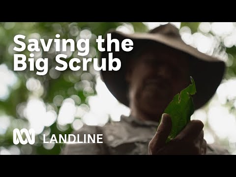 Returning an ancient rainforest to Northern NSW | ABC Australia