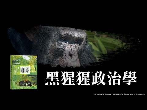 黑猩猩政治學#王道還【CASE說書人】