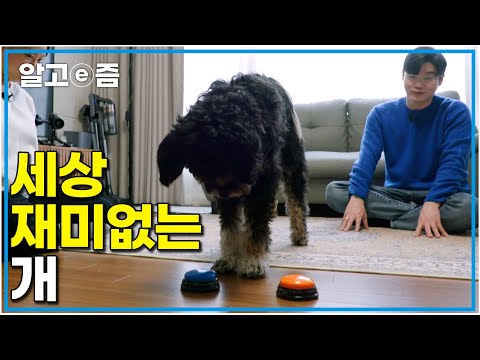 "재미없어요" 늘 창밖만 바라보는 개 집도 재미있는 공간이라는걸 알려주러 설채현 선생님이 왔다 ｜세상에 나쁜 개는 없다｜알고e즘