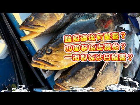 【漁人推介】阿火帶大家出海潛水，颱風過後有驚喜？四圍都係走籠魚？一海都係沙巴龍躉？ Catch and Cook Seafood Recipe